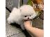 PoulaTo: Πωλούνται κουτάβια Pomeranian